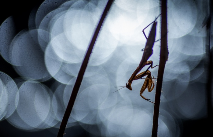 Cette belle mante religieuse a été prise en photo lors du stage photo nature macro / thème "insecte en provence"