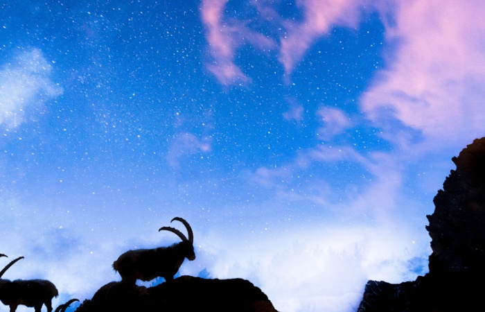 Stage photo à Serre-Chevalier, les bouquetins sous les étoiles