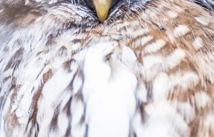 Safari photo animalier ornithologique