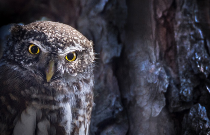 Apprendre la photographie animalière dans les Alpes