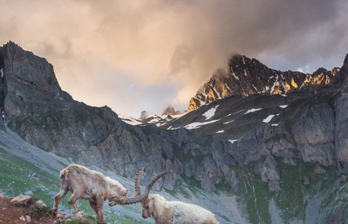 Combat de bouquetin lors d'un stage animalier dans les Ecrins