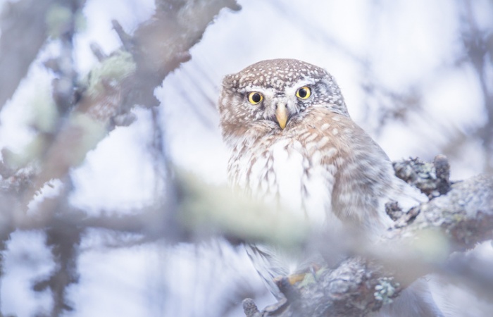 Chouette chevechette en montagne durant un stage photo nature