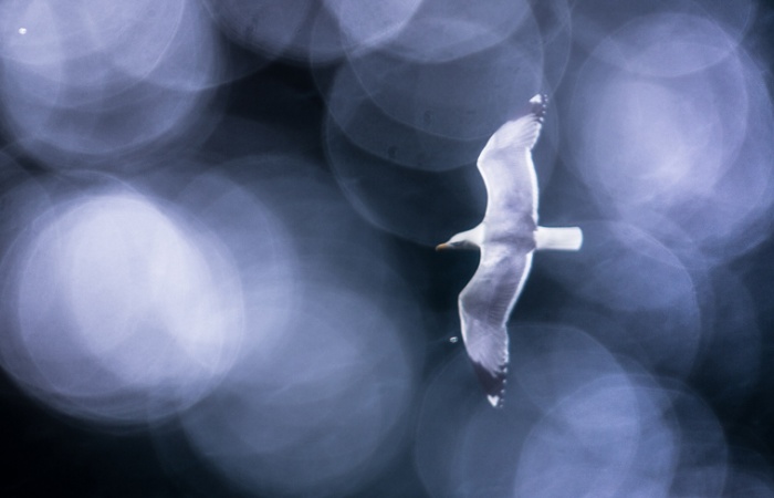 Oiseau limicole marin en stage photo exploration sur la côte