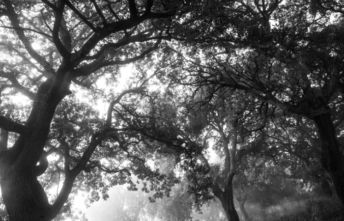 Nature montagnarde et forêt, Champsaur