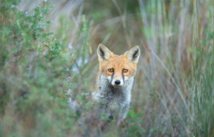 Séjour photo en Toscane pour voir ce beau renard