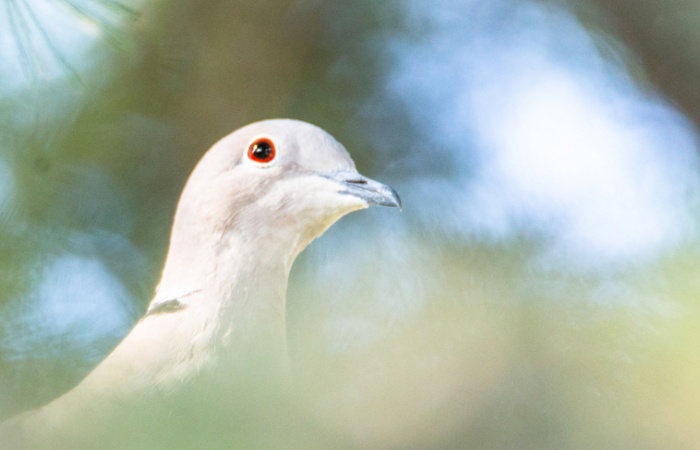 séjour photo oiseaux en Toscane