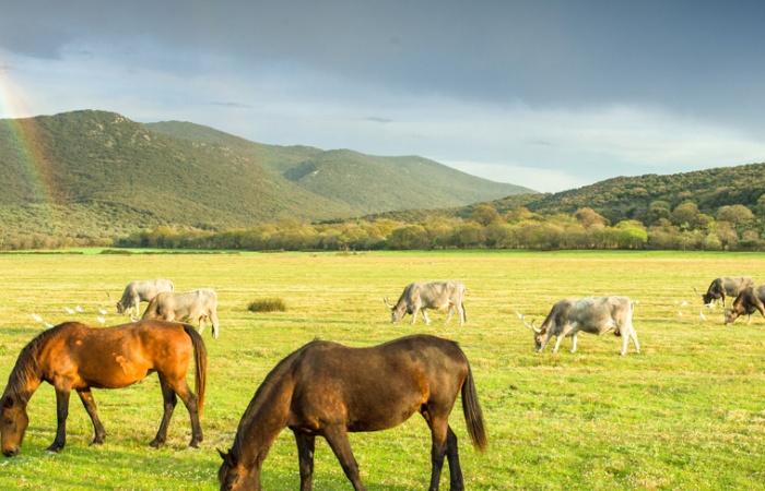 Toscane, voyage photo nature et chevaux