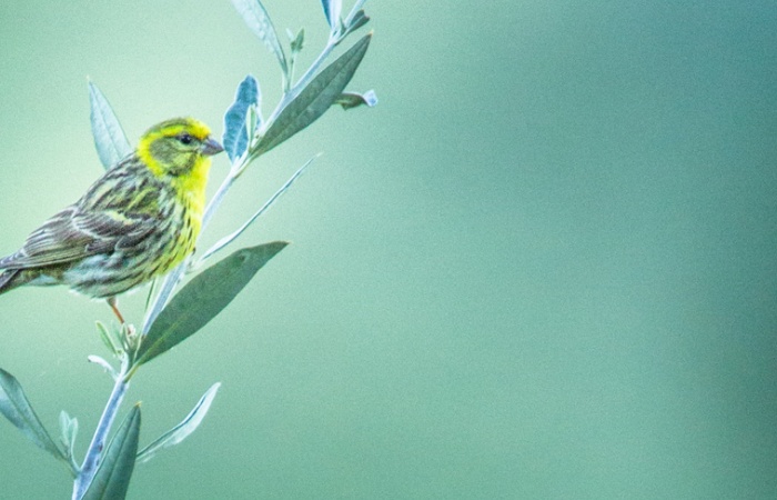 Serin cini dans le Val orcia sur un olivier en stage de photo nature