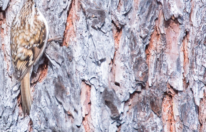 Grimpereau pris lors d'un séjour photo en forêt