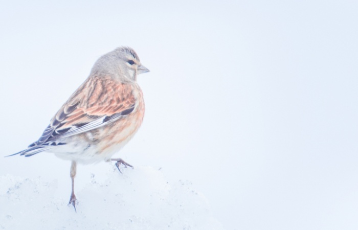 Linotte pendant le stage photo animalier d'hiver en montagne