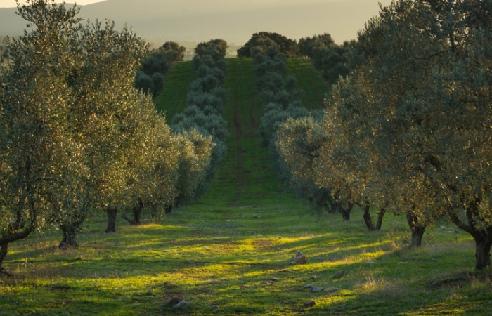 Voyage photo en images près de Pienza et Sienne