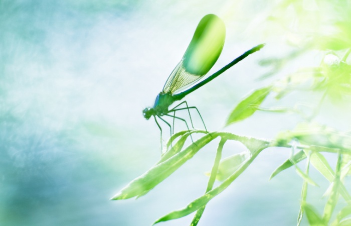 Formation macro photo en Camargue avec Leo gayola