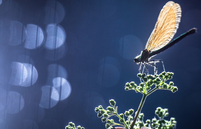 La macro et proxi en stage photo nature