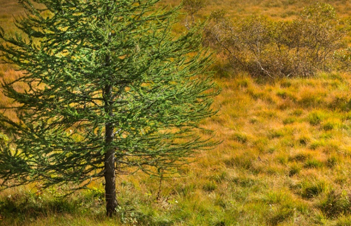 Arbre trouvaille en stage photo nature dans la Clarée