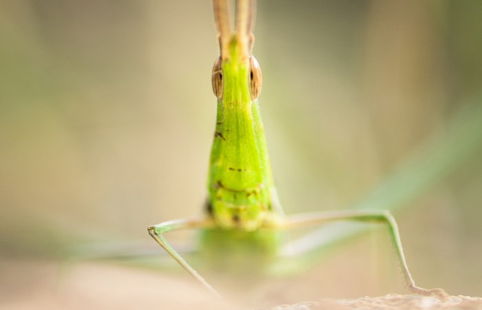 La macro dans un stage photo nature