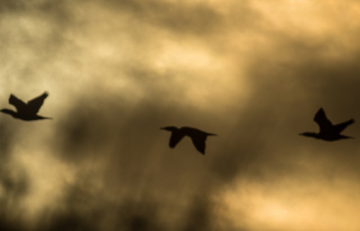 Oiseaux marins en séjour photo en baie de somme