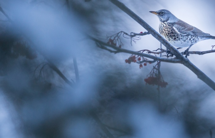 photo nature oiseaux en hiver en montagne / stage photo oiseaux