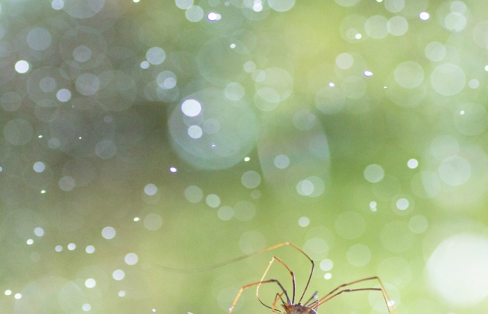 Stage photo nature macro en montagne